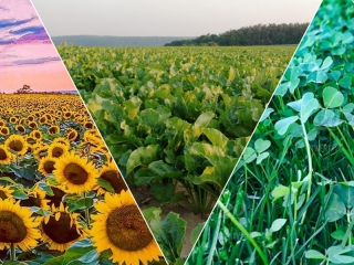 Agricultural Chemicals