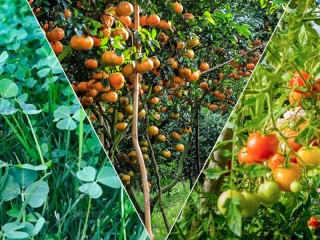 Agricultural Chemicals