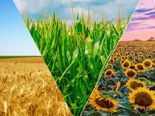 Agricultural Chemicals